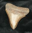 Beautiful / Inch Megalodon Tooth #867-1